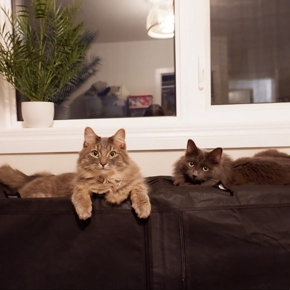 Meet your Posher, Stephanie - Picture 2 of 2